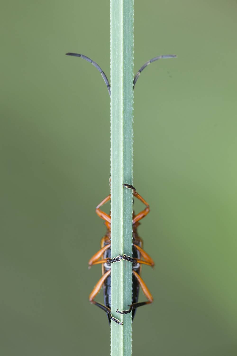 jugando a las escondidas