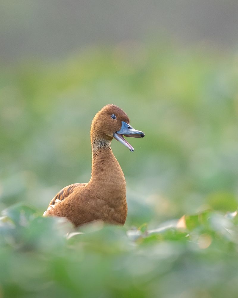 Photograph by Visveswar VK