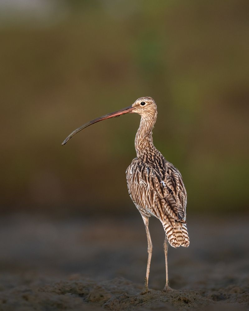 Photograph by Visveswar VK