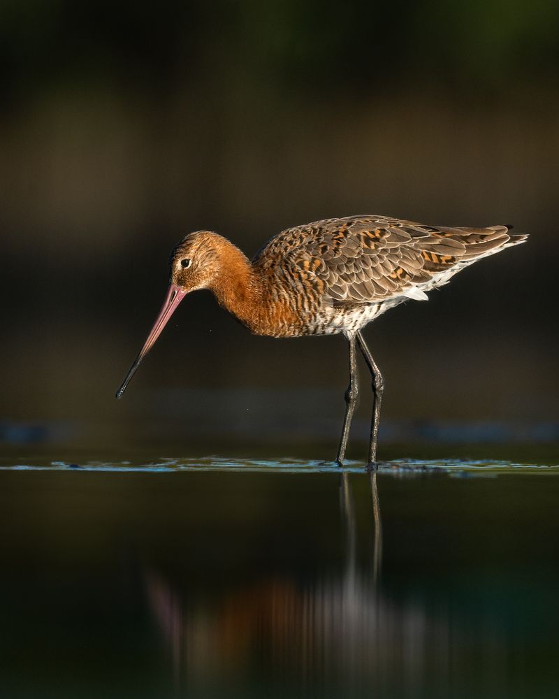 Photograph by Visveswar VK