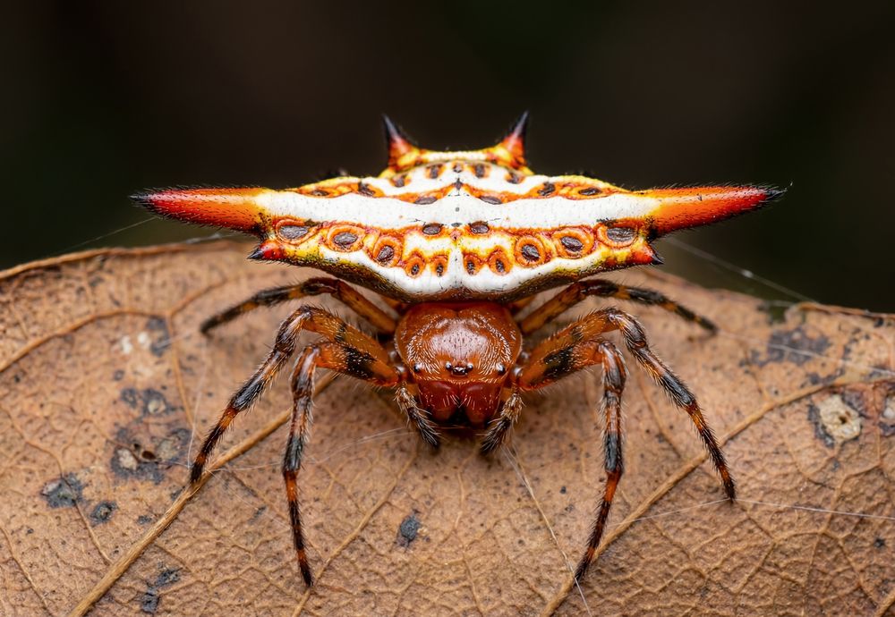 Gasteracantha cancriformis