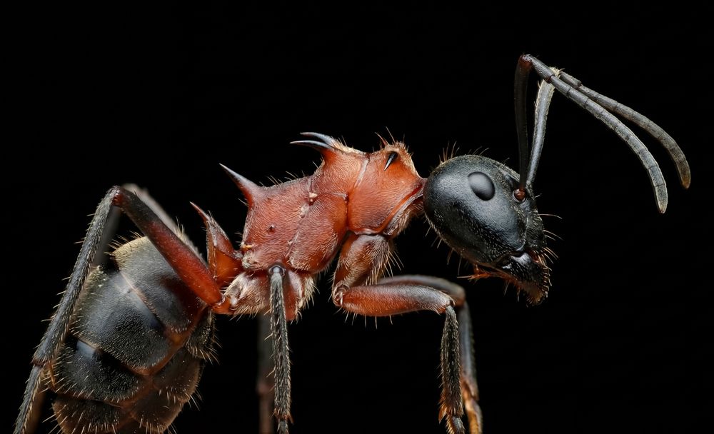 Polyrhachis Bellicosa