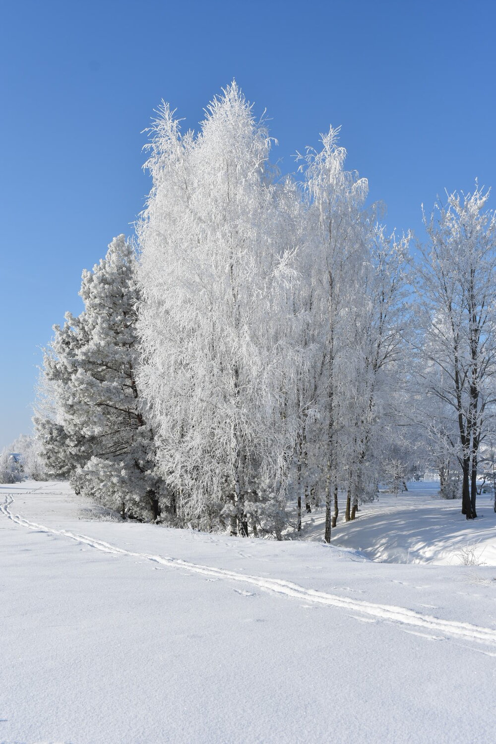 Photo #13213268
