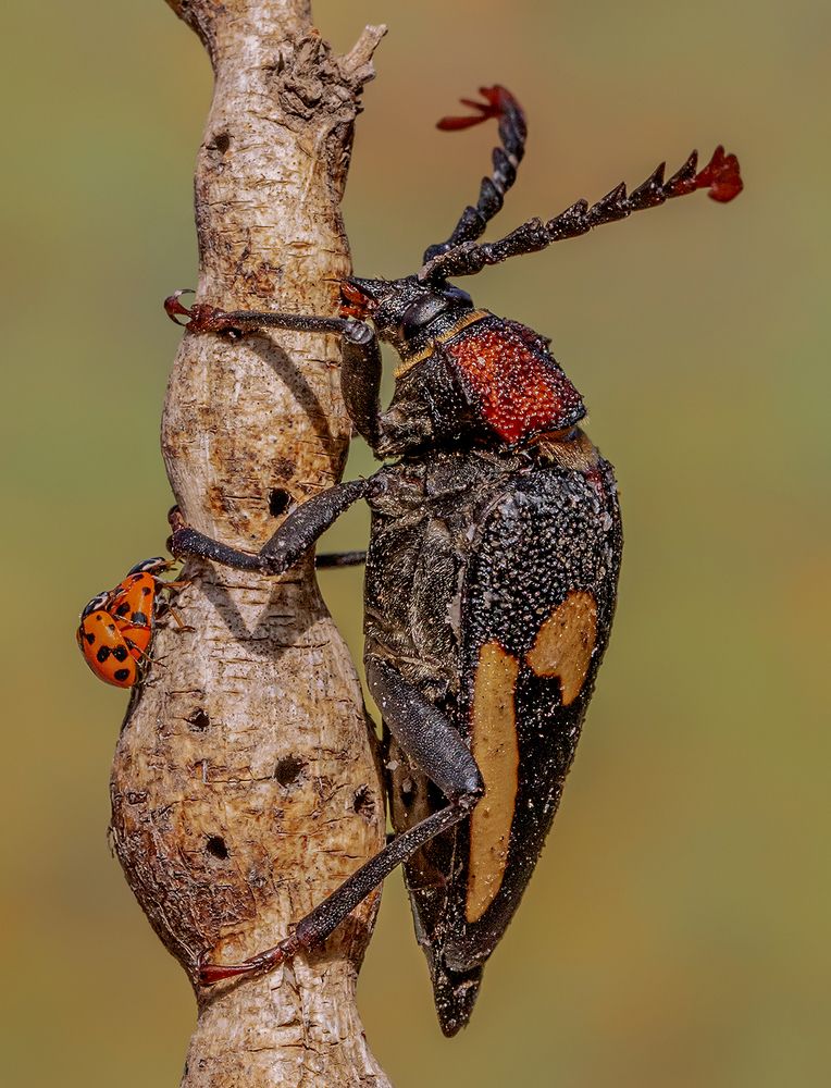 Photograph by Mario Fiorucci