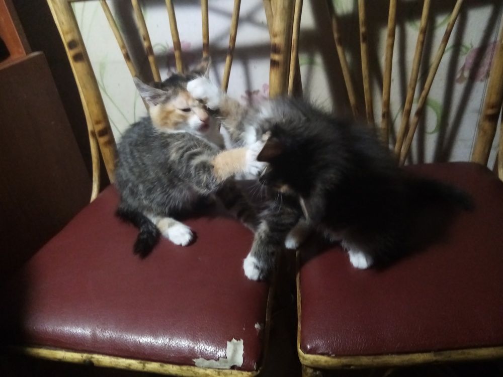 Фотография автора Анна-Лаймуте Милошевич