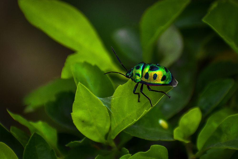 Фотография автора Nirnay Acharya