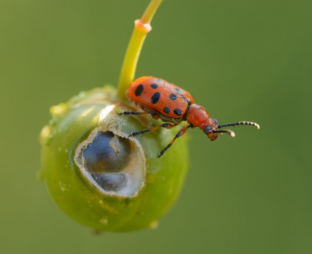 Маленький принц