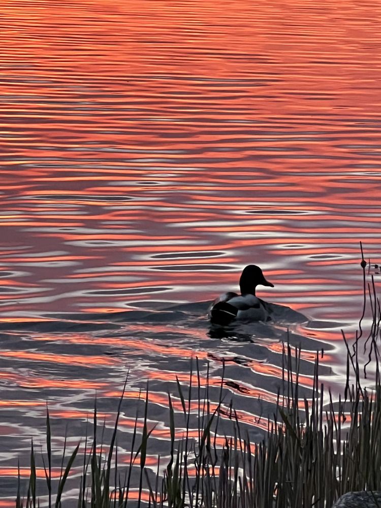 Photograph by Nadezda Sarap