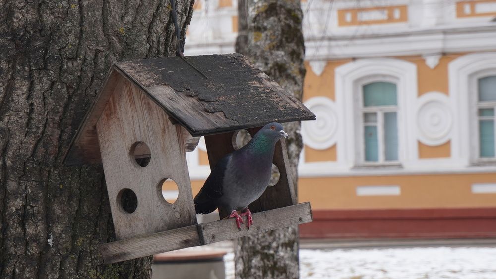 Photo #13213465