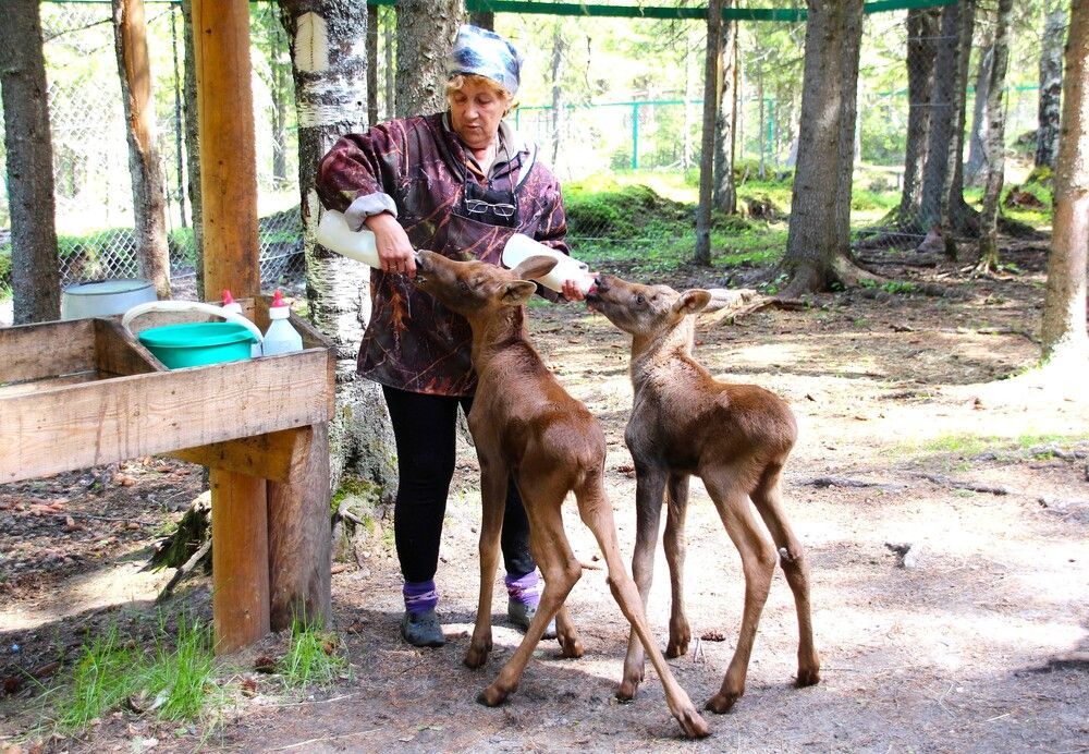 Photograph by Николай Горбачёв