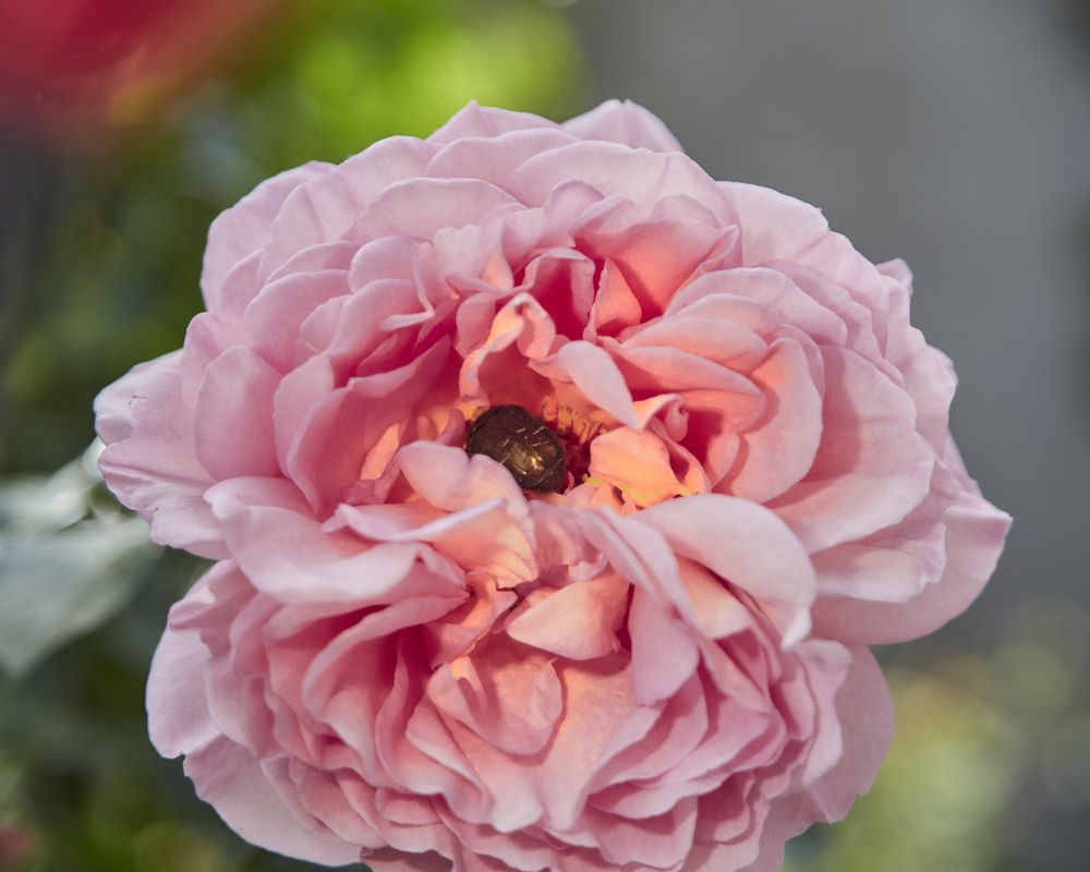 Фотография автора constantnine