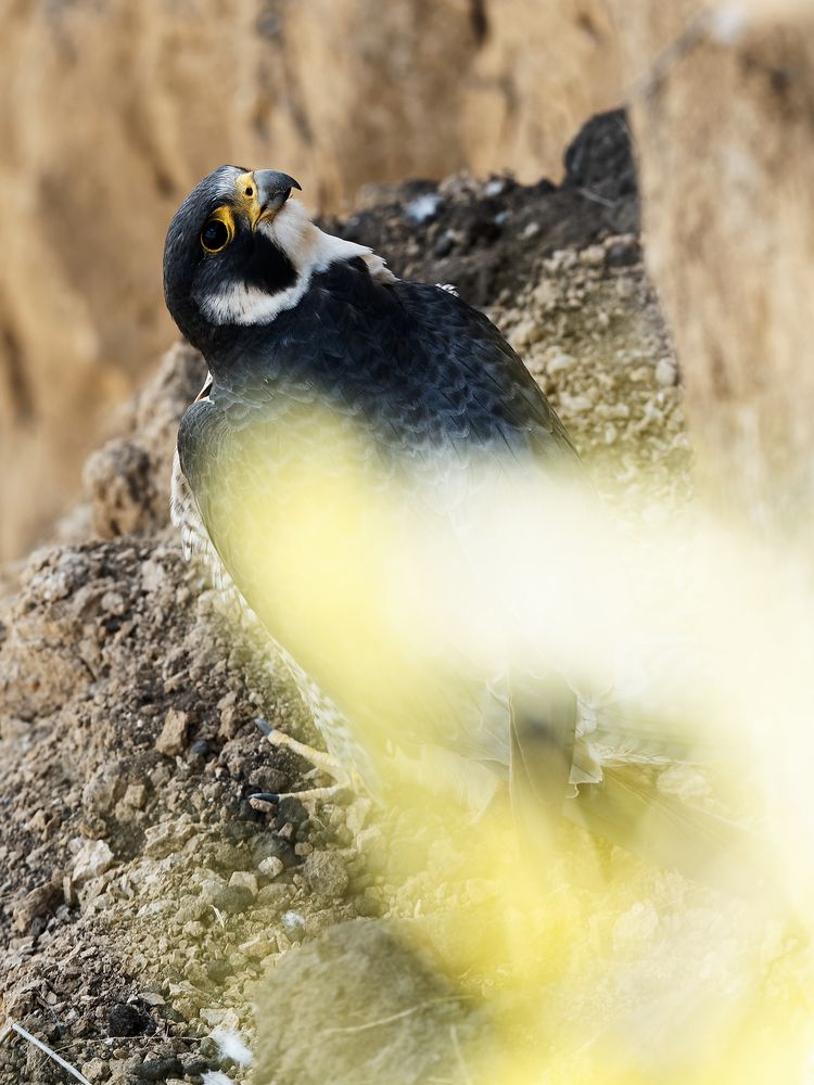 Зоркий глаз