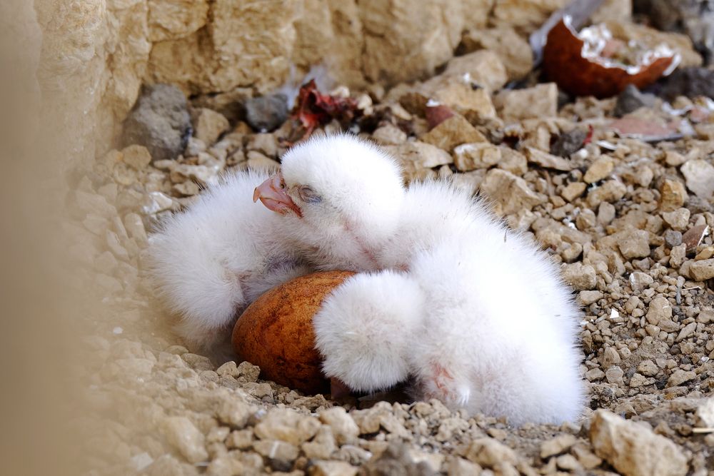 Согрею тебя, брат!