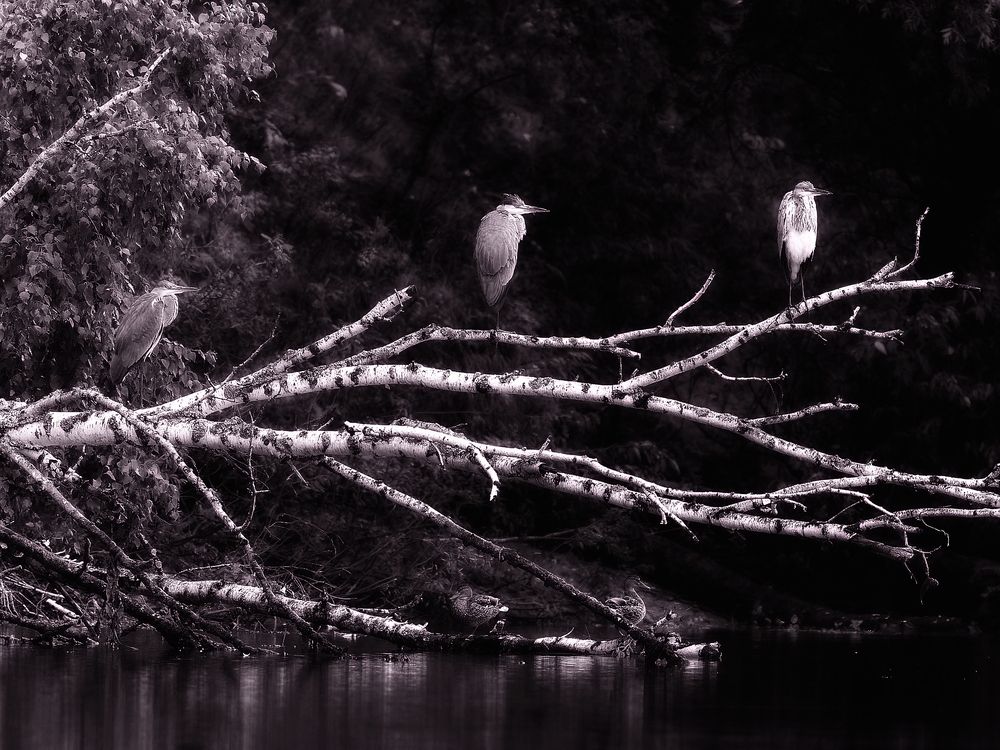 Photograph by Вячеслав Кирьянов