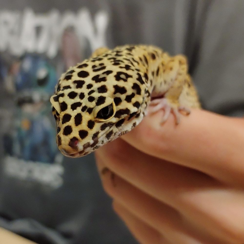 Фотография автора Альбина Хвастунова