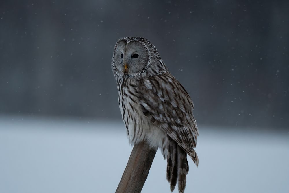Фотография автора Большаков Алексей