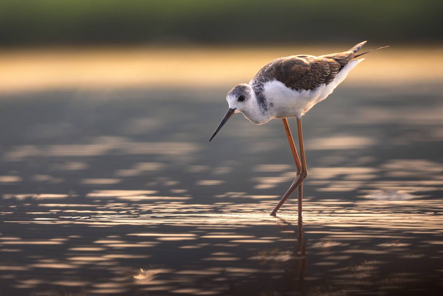 Фотография #13213842