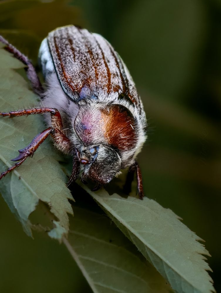 Photograph by Konstantin Martynov