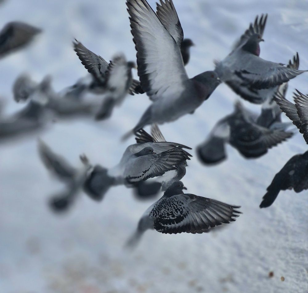 Голуби в полёте
