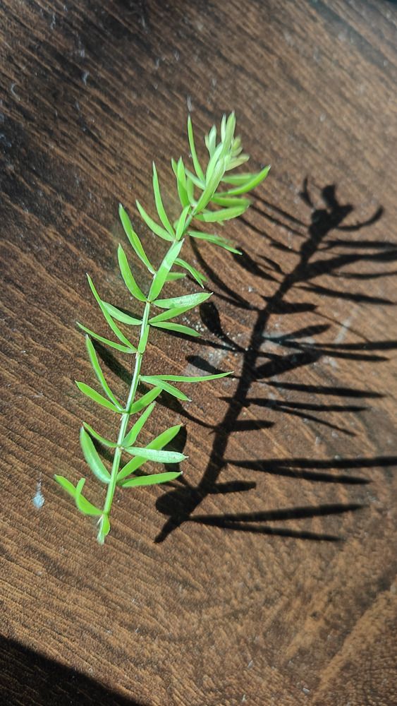 Leafy stalk