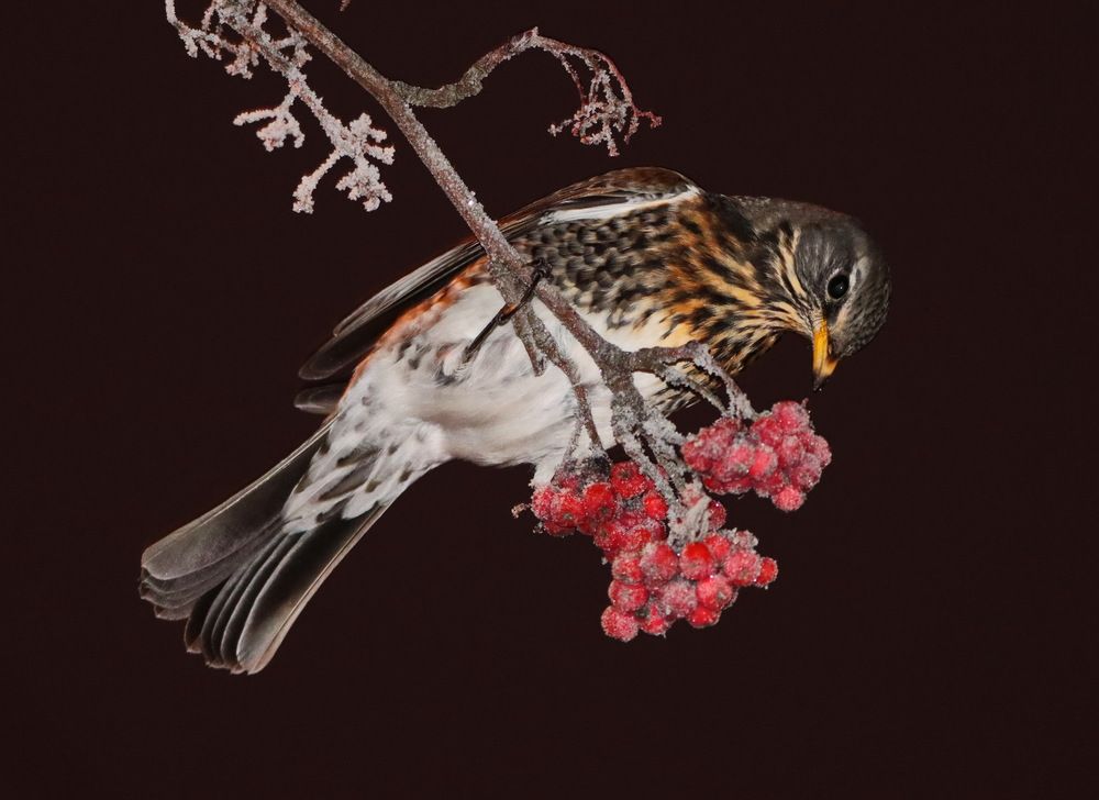 Photograph by Сергей Маслов