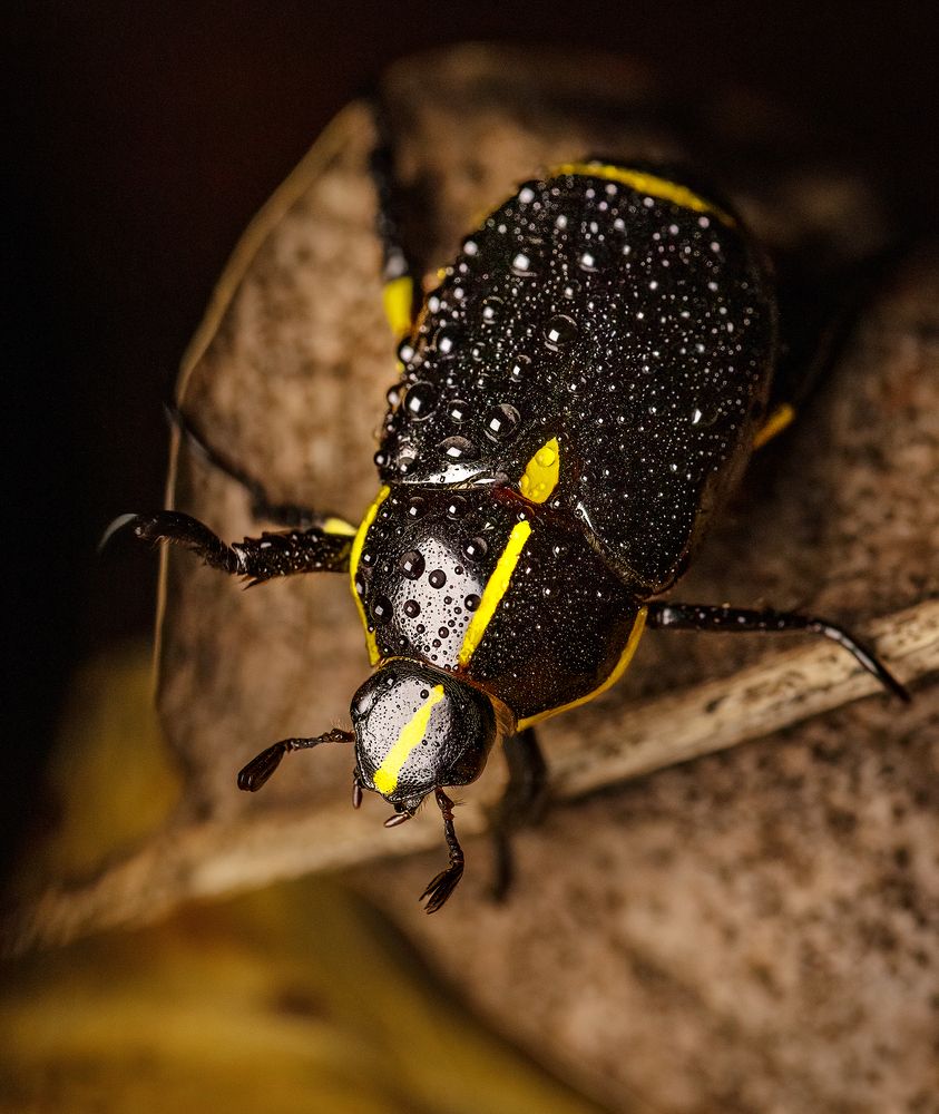 Photograph by Valdir Hobus