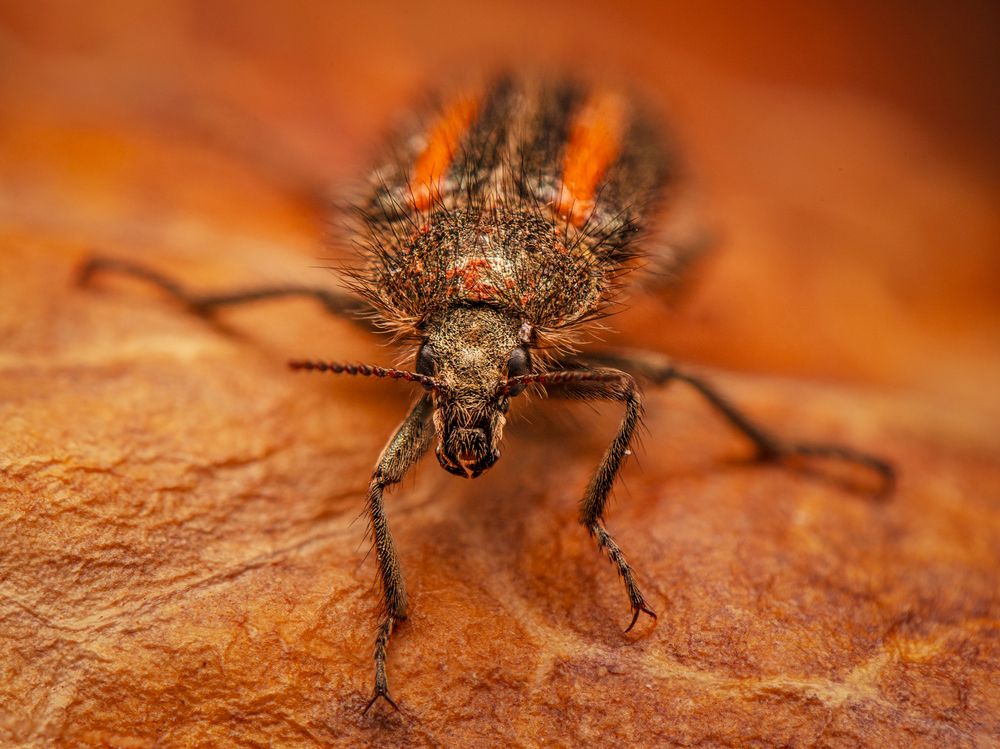 Photograph by Valdir Hobus