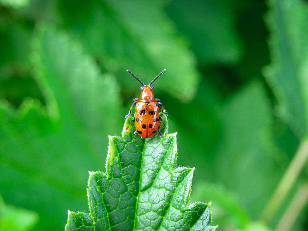 Photograph by Елена Гарипова