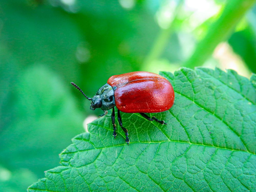 Photograph by Елена Гарипова
