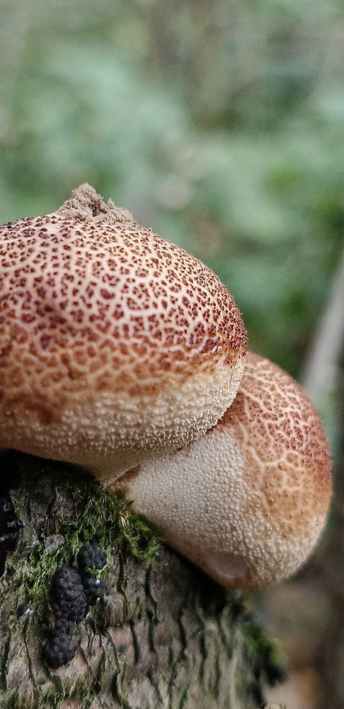 Ложнодождевик обыкновенный (Scleroderma citrinum)