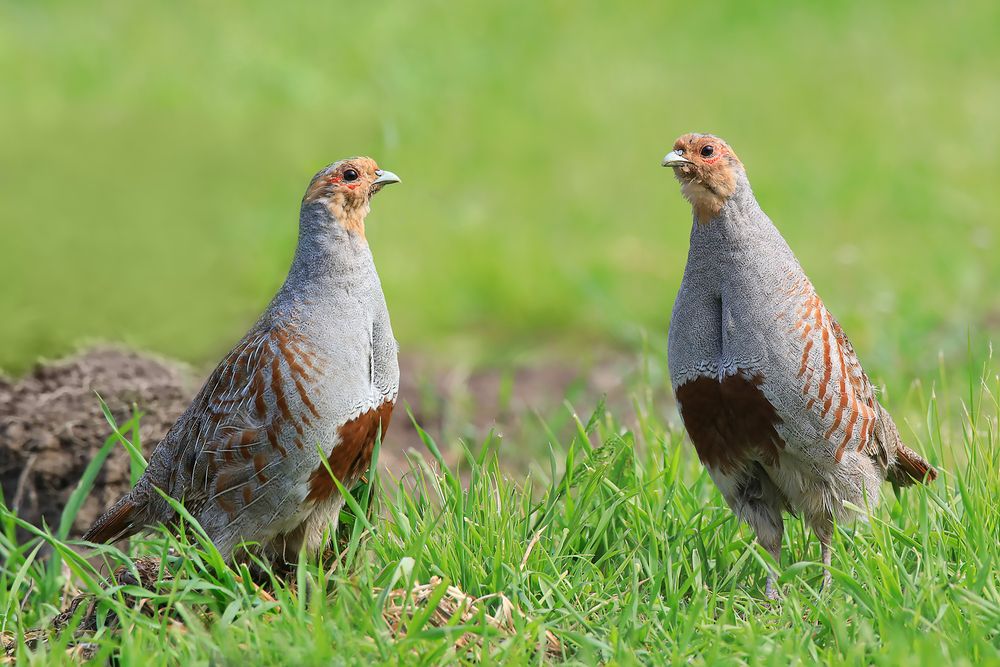 Серые куропатки.