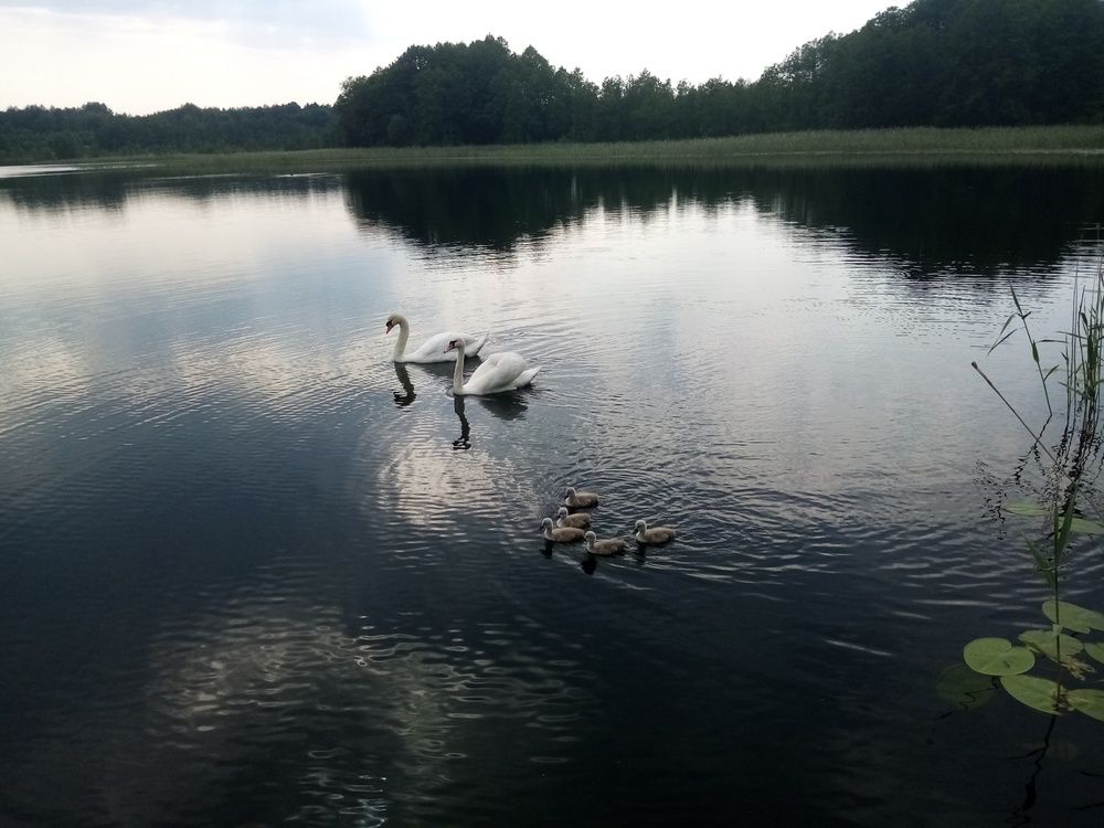 Фотография автора Анна-Лаймуте Милошевич