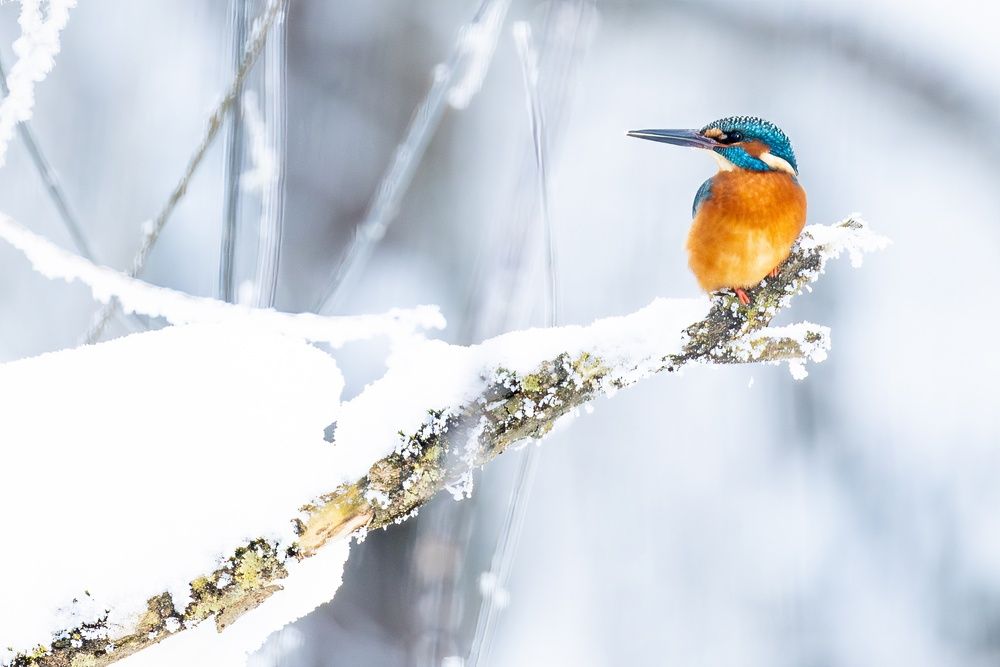 Фотография #13214231