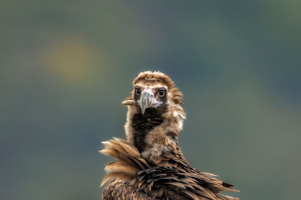 Photograph by Ramadan Imam