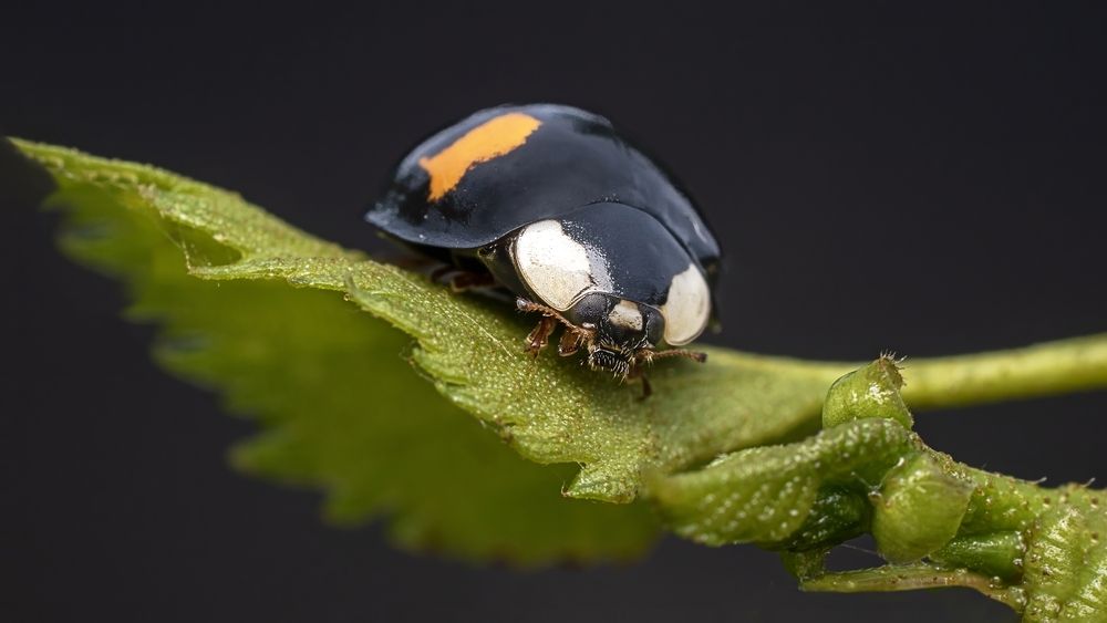 Photograph by Железнова Людмила