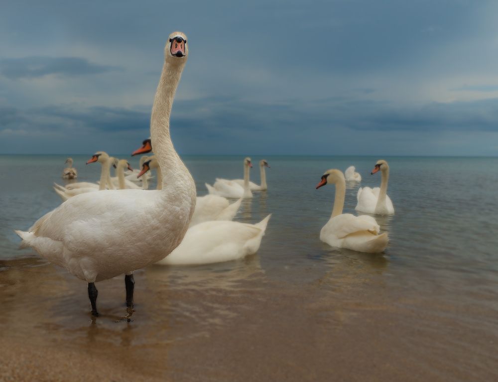 Photograph by Елена Григорович