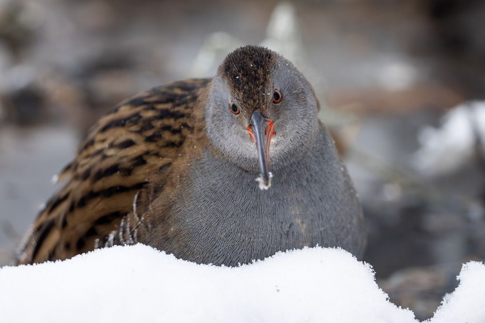 Фотография автора Владислав Колодюк