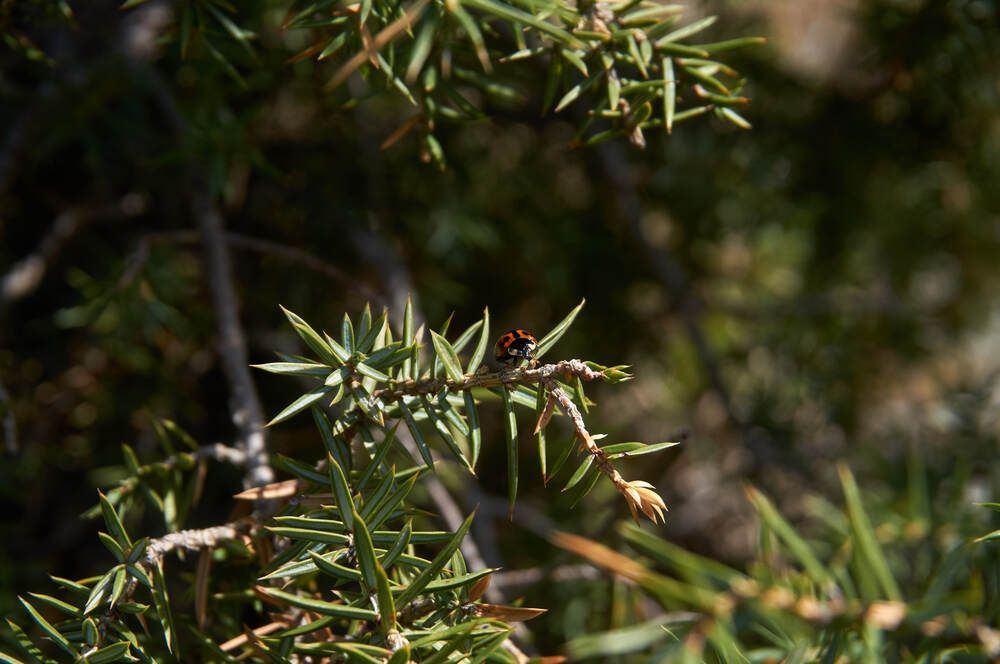 Photograph by Dana Korolkova