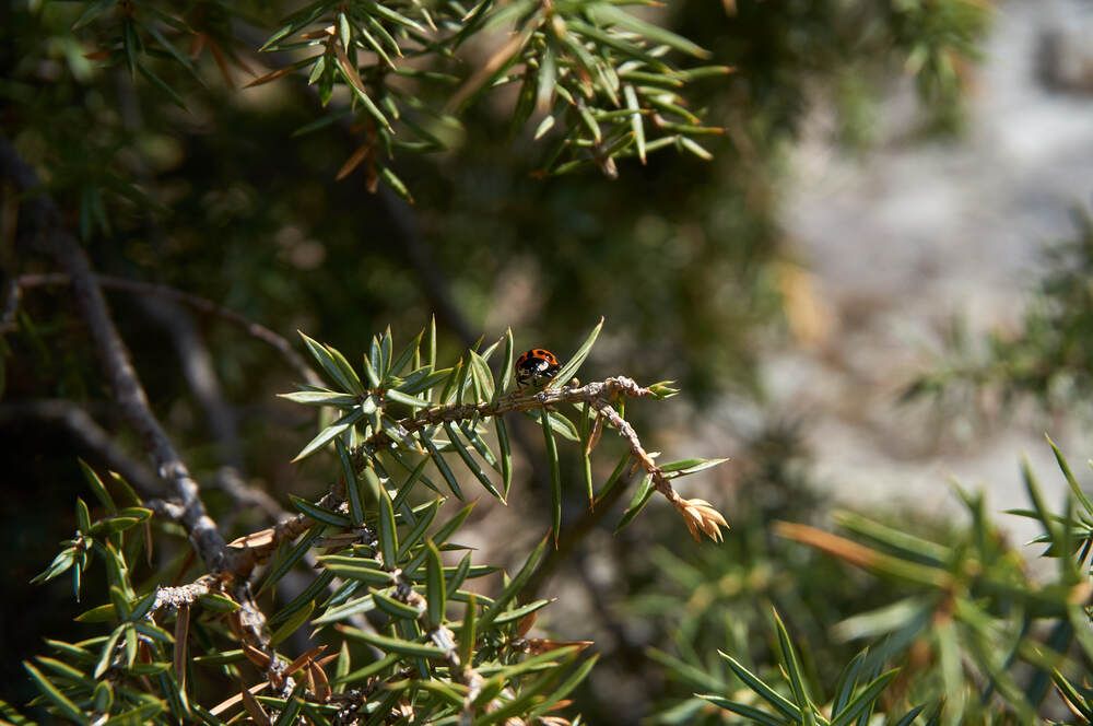 Photograph by Dana Korolkova