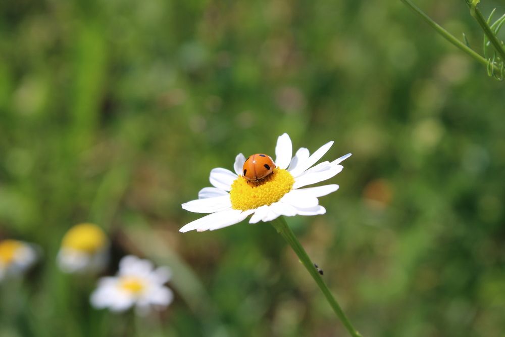 Photograph by Маргарита Баранова