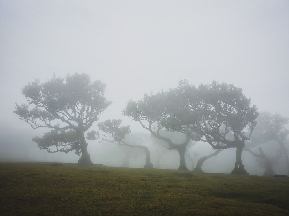 Magic forest