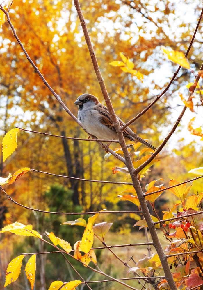 Photograph by Галчонок Ахмерова