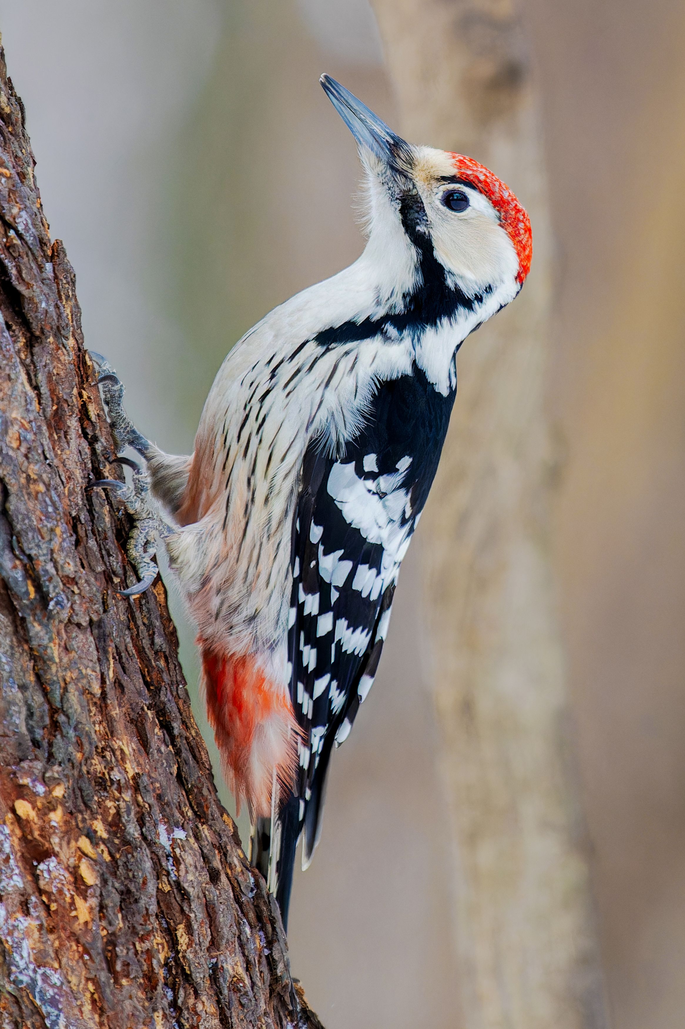 Фотография автора Екатерина Якель