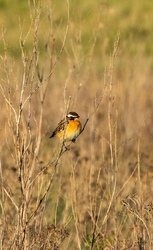 Photograph by Галчонок Ахмерова
