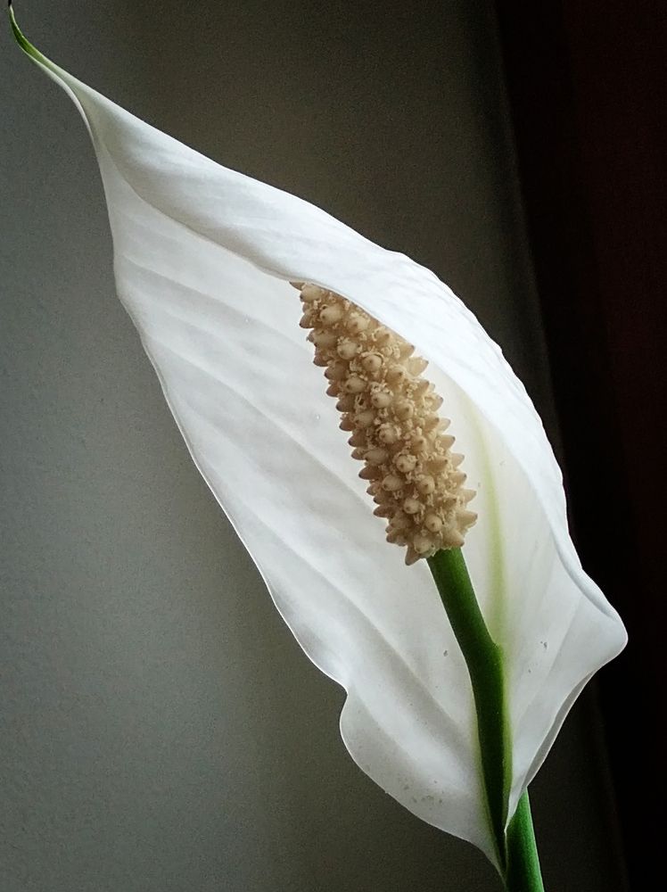 Photograph by Елена Эйнова