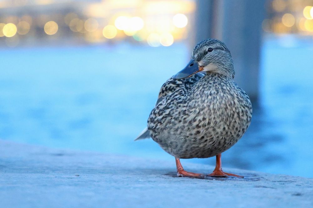 Photograph by Георгий Татарченко