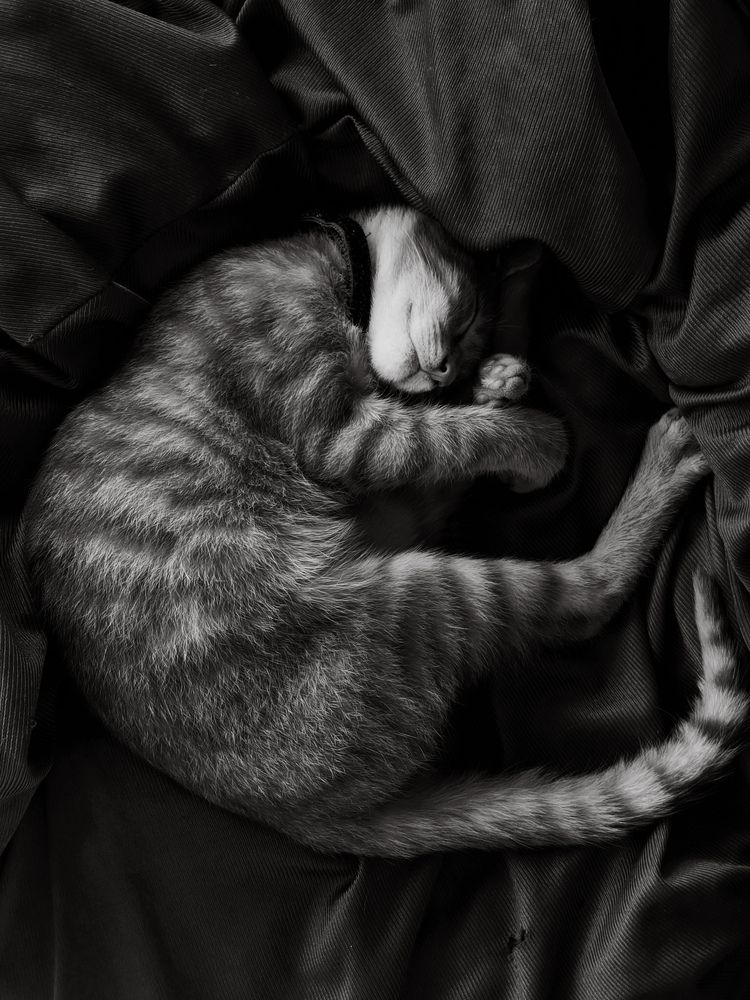 The Shape of Rest