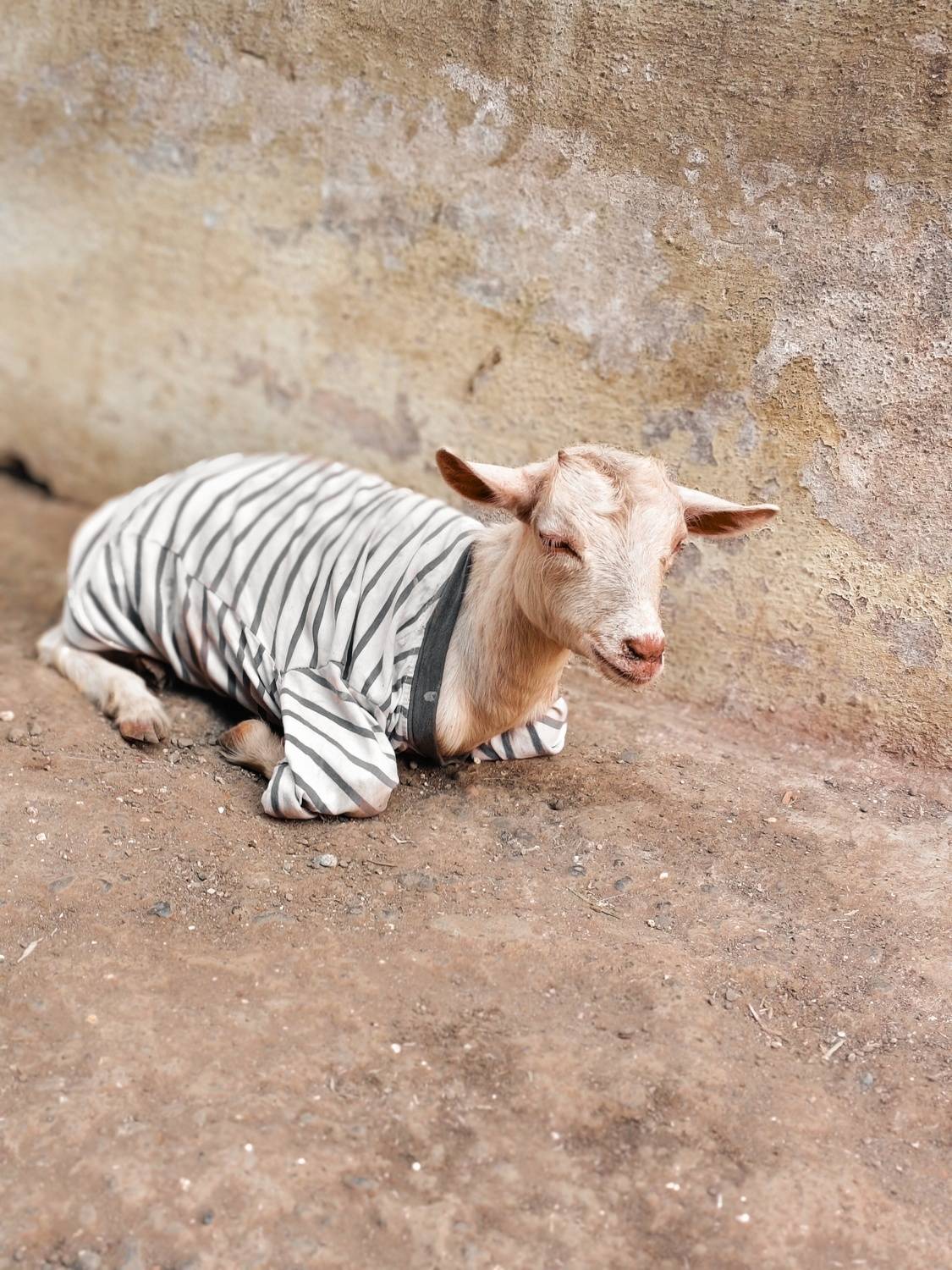 Photo #13214636