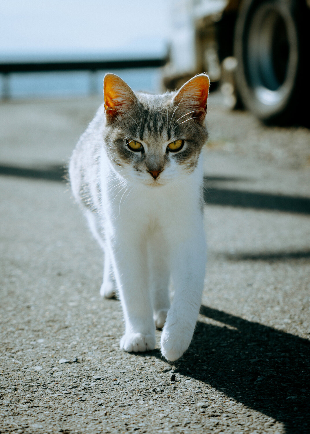 Photo #13214852