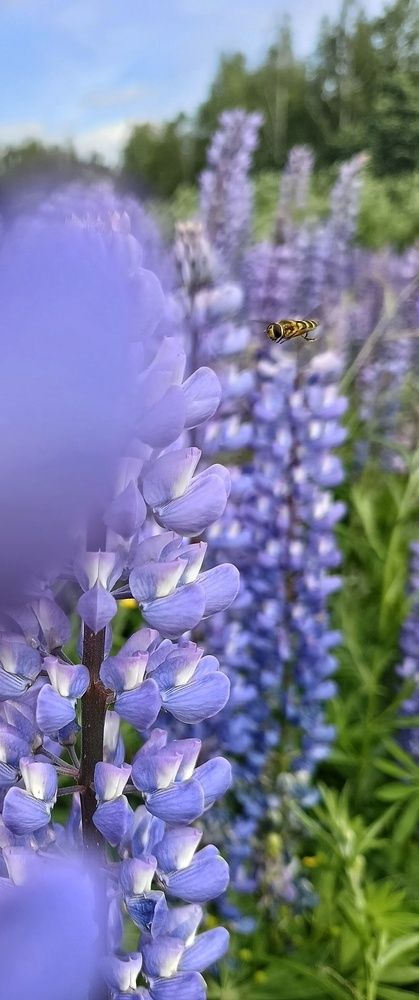 Photograph by Юлия Творогова
